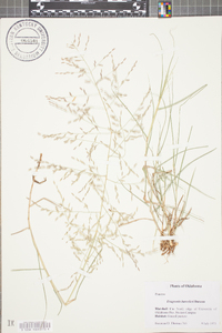 Eragrostis barrelieri image