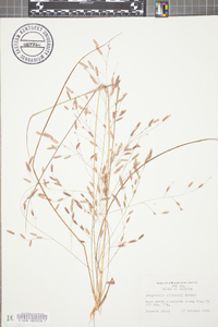 Eragrostis elliottii image