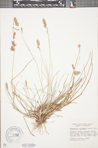 Eragrostis secundiflora subsp. oxylepis image