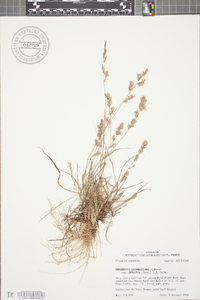 Eragrostis secundiflora image