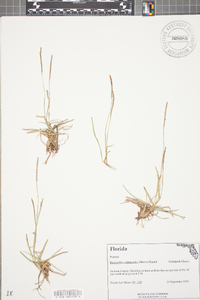 Eremochloa ophiuroides image