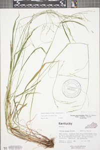 Festuca subverticillata image