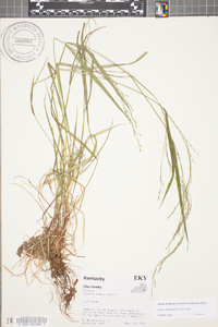 Festuca subverticillata image