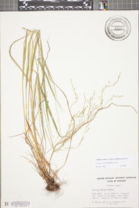 Festuca subverticillata image