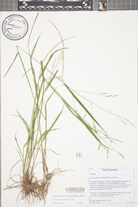 Festuca subverticillata image