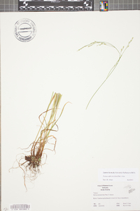 Festuca subverticillata image