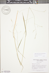 Festuca subverticillata image