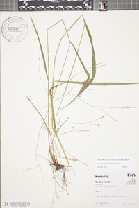 Festuca subverticillata image