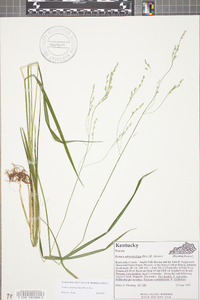 Festuca subverticillata image