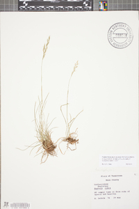 Festuca rubra image