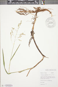 Glyceria canadensis image