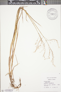 Glyceria canadensis image