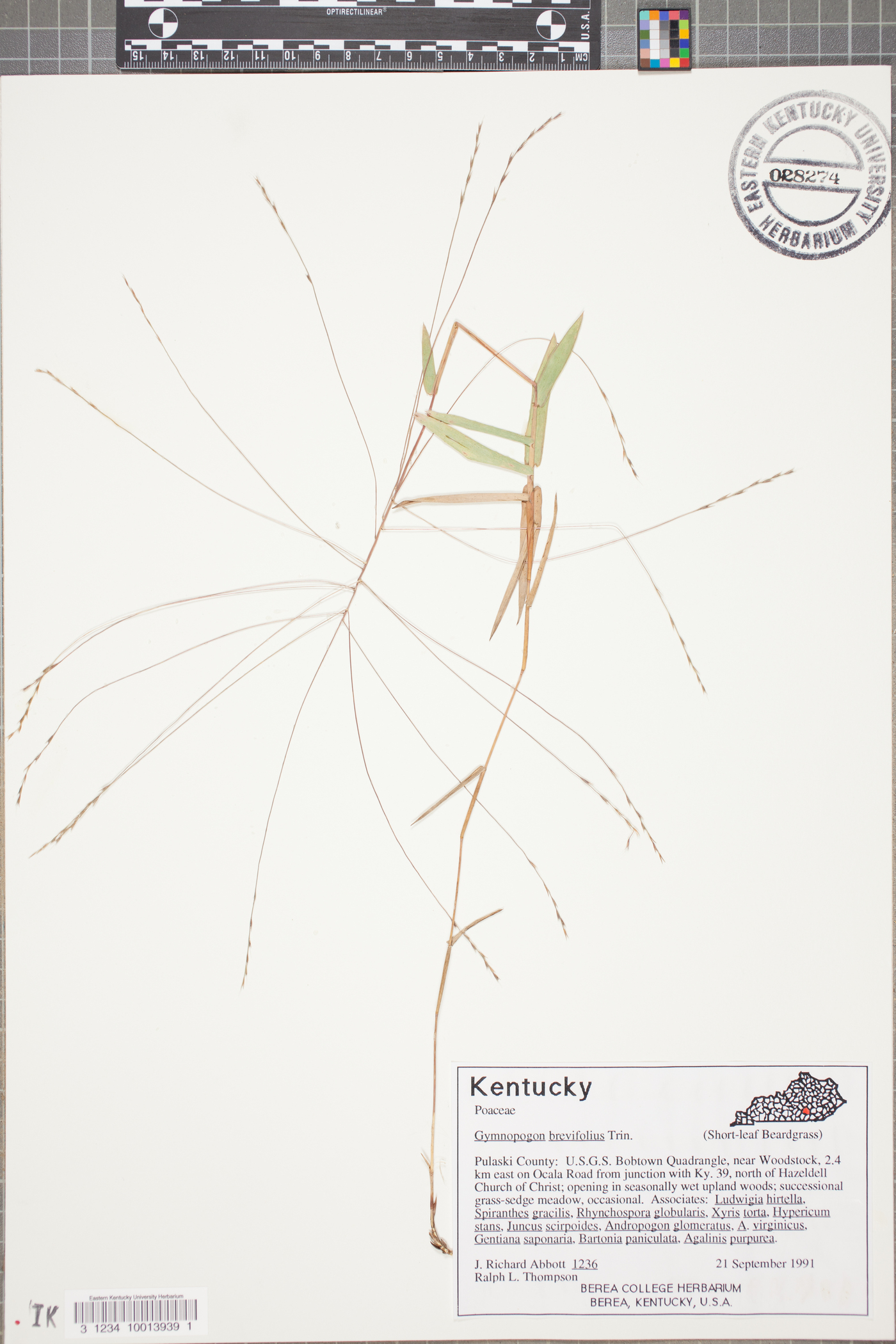 Gymnopogon brevifolius image
