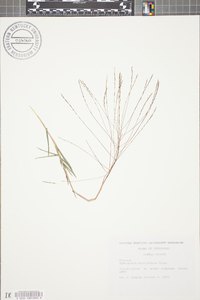 Gymnopogon brevifolius image