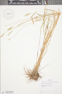 Hordeum pusillum image