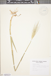 Hordeum vulgare image