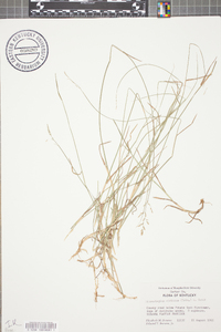 Microstegium vimineum image