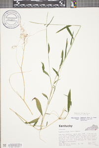 Microstegium vimineum image