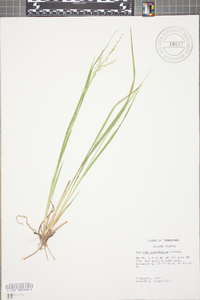 Coleataenia longifolia image