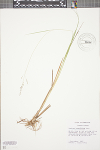 Coleataenia longifolia image