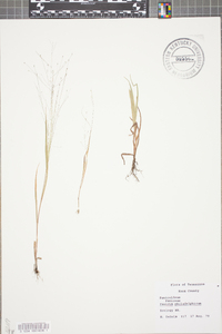 Panicum philadelphicum image