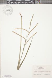 Paspalum laeve image