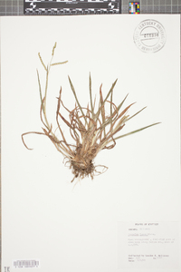 Paspalum laeve image