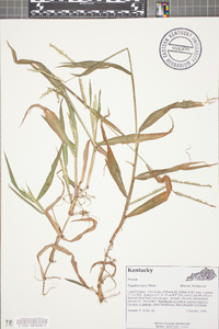 Paspalum laeve image