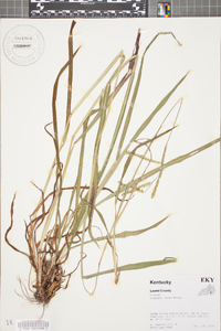 Paspalum laeve image