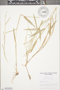 Paspalum laeve image