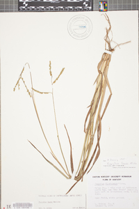 Paspalum laeve image