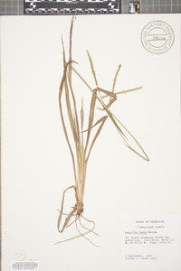 Paspalum laeve image