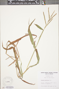 Paspalum pubiflorum image