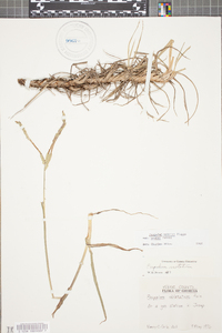 Paspalum notatum image