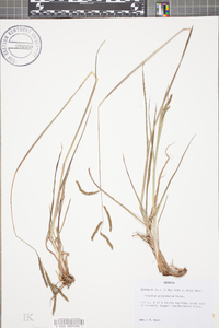 Paspalum plicatulum image