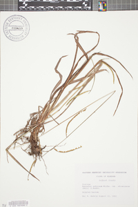Paspalum setaceum var. stramineum image