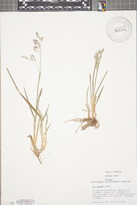 Poa cuspidata image