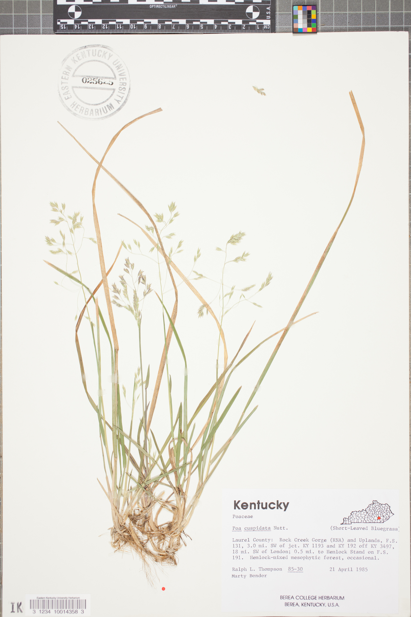 Poa cuspidata image