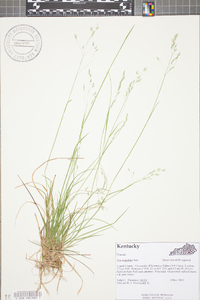 Poa cuspidata image