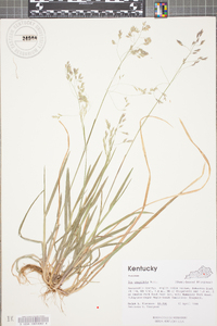 Poa cuspidata image