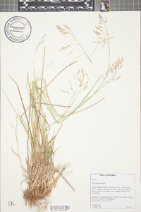 Poa cuspidata image