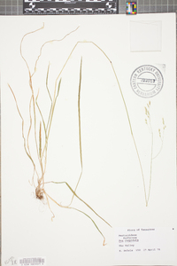 Poa cuspidata image