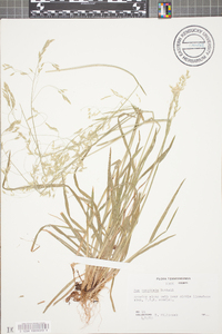 Poa cuspidata image