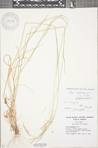 Poa saltuensis image