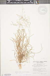 Poa sylvestris image