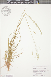 Poa sylvestris image