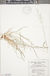 Poa sylvestris image