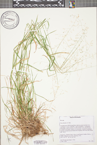 Poa sylvestris image