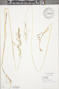 Poa trivialis image