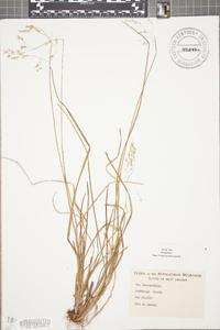 Poa brachyphylla image